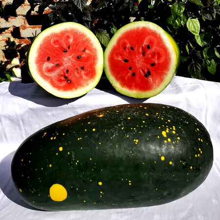 Moon and Stars Red, Watermelon Seeds - Packet image number null